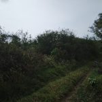 Perkebunan Cihaur