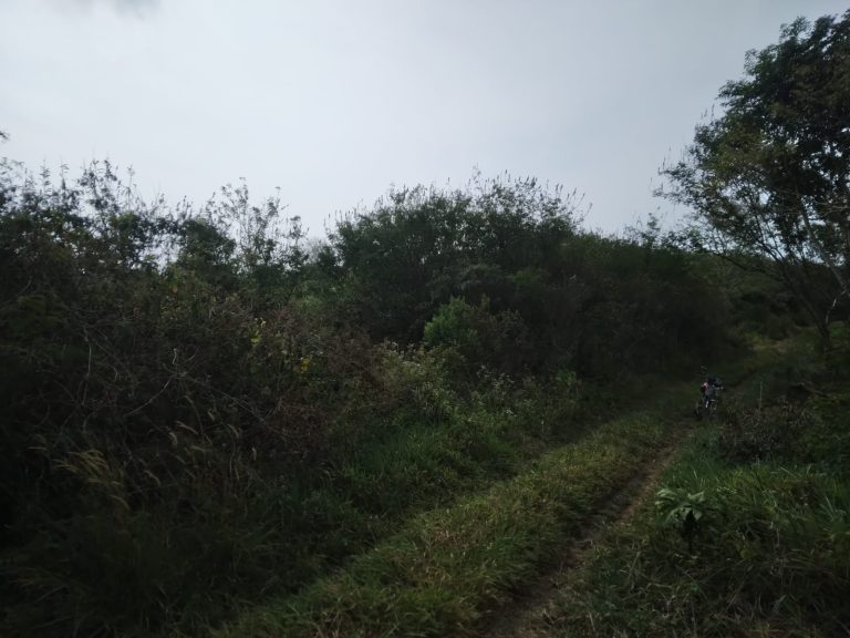 Perkebunan Cihaur