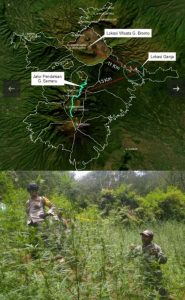 Ladang ganja