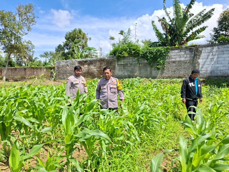 Polsek cisarua laksanakan pengecekan kebun jagung dalam program ketahanan pangan
